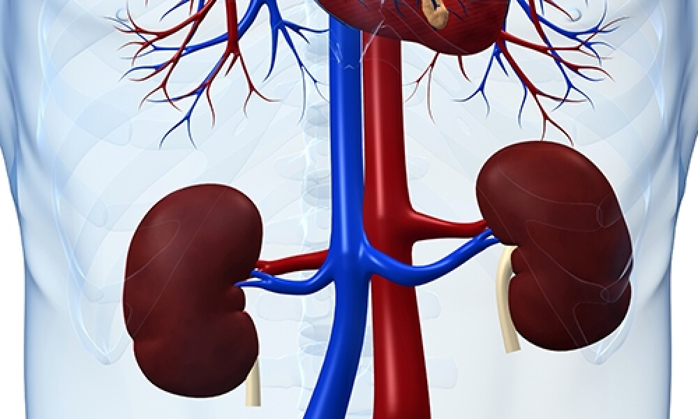 Dureri la nivelul articulațiilor renale, Cum functioneaza rinichii si intreg aparatul urinar?